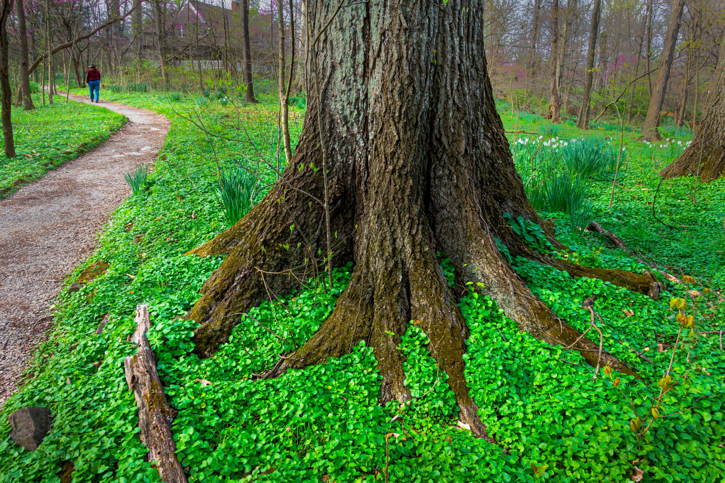 Tree roots in greenery